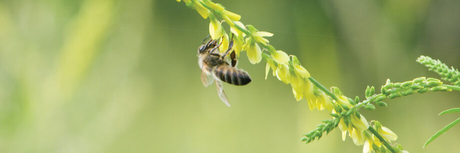 Bee on a sweet clover flower.