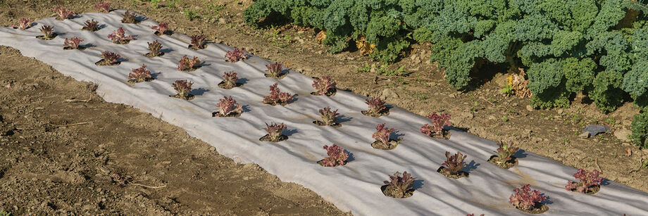 Lettuce plants growing through biodegradable mulch.