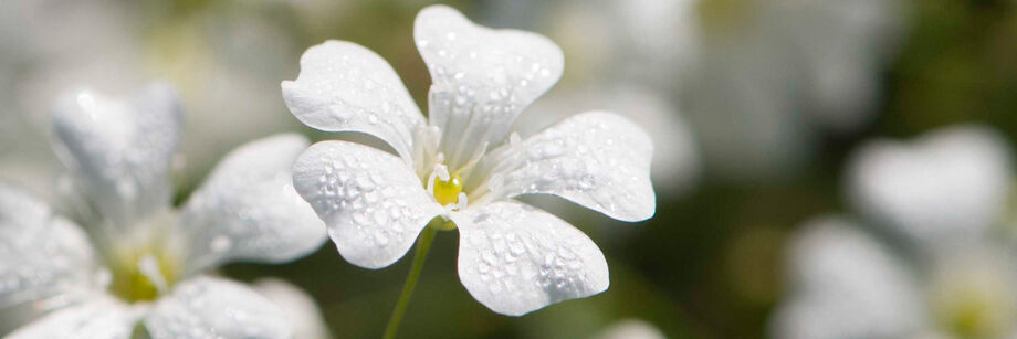 A white baby's breath flower with dew drops on it.