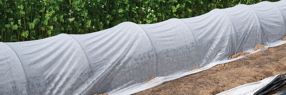 Low tunnels covered with DuraSpun row cover.