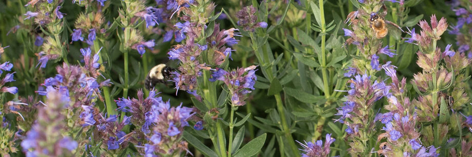 Blue hyssop flowers with a bumblebee on one of them.
