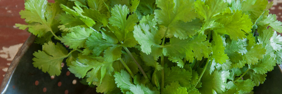 The fresh cilantro leaves of one of our cilantro varieties, shown in a bowl.