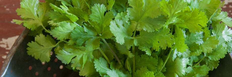 The fresh cilantro leaves of one of our cilantro varieties, shown in a bowl.