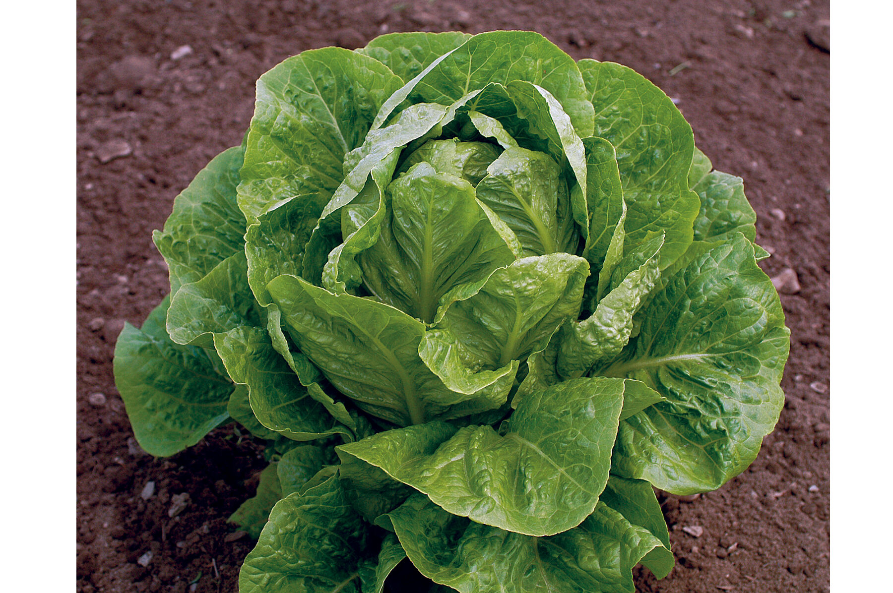 Johnny's - TORACO Jericho - Organic Lettuce Seed | Johnny's Selected Seeds