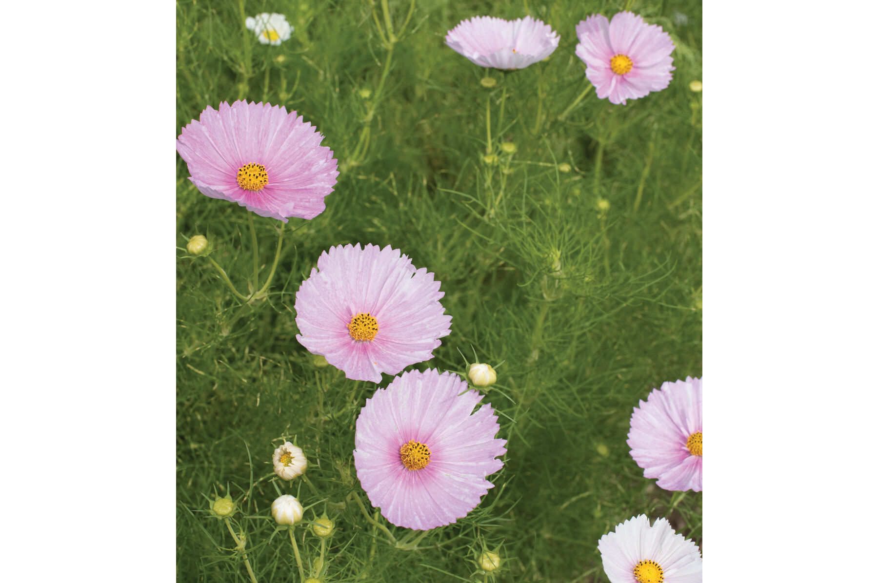 Cupcakes Blush Cosmos