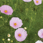 Cupcakes Blush Cupcakes Blush Cosmos