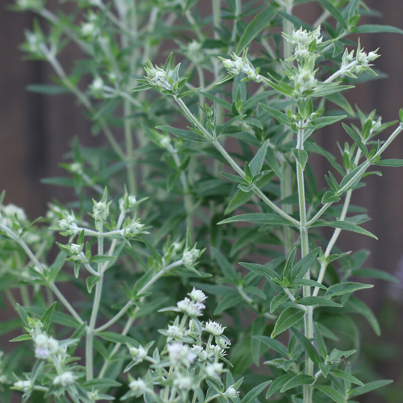 Mountain Mint Mountain Mint