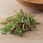 Beet, Early Wonder Tall Top Microgreen Vegetables