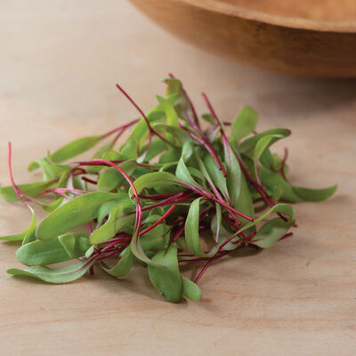 Beet, Early Wonder Tall Top Microgreen Vegetables