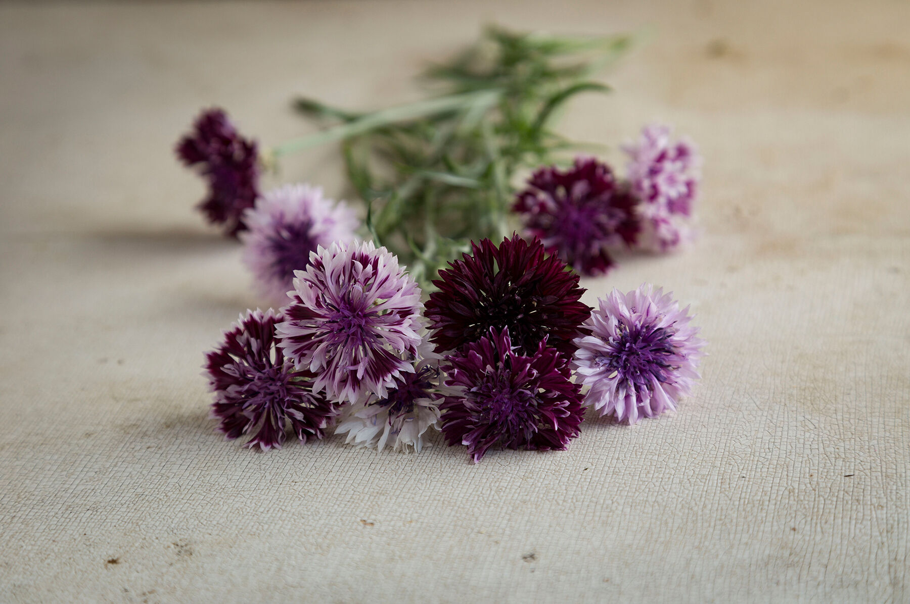 Classic Magic Centaurea (Bachelor's Button)
