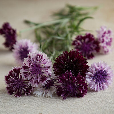 Classic Magic Centaurea (Bachelor's Button)