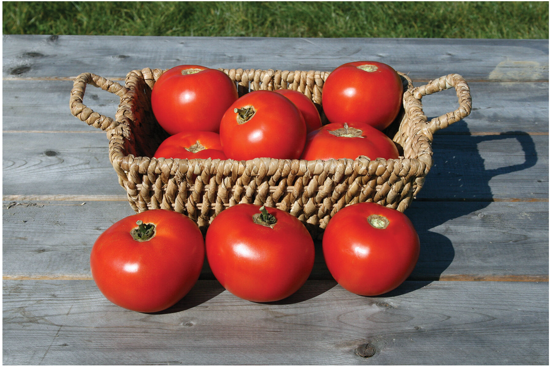 Mountain Fresh Plus - (F1) Tomato Seed | Johnny's Selected Seeds