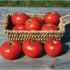 Mountain Fresh Plus Beefsteak Tomatoes