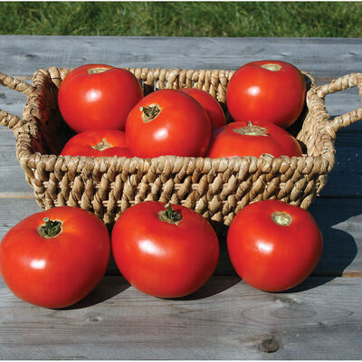 Mountain Fresh Plus Beefsteak Tomatoes