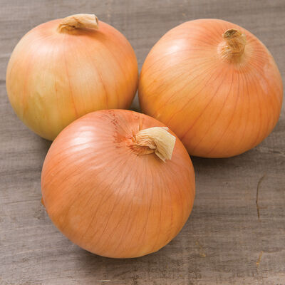 Expression Expression Full-Size Onions
