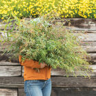 Willow Peppermint Eucalyptus