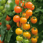 Toronjina Cherry Tomatoes