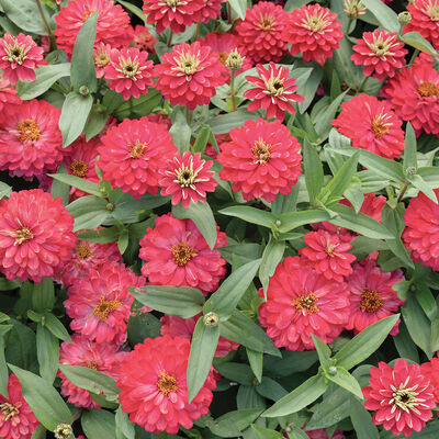 Double Zahara™ Salmon Zinnias