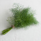 Grosfruchtiger Grosfruchtiger Herbs for Salad Mix