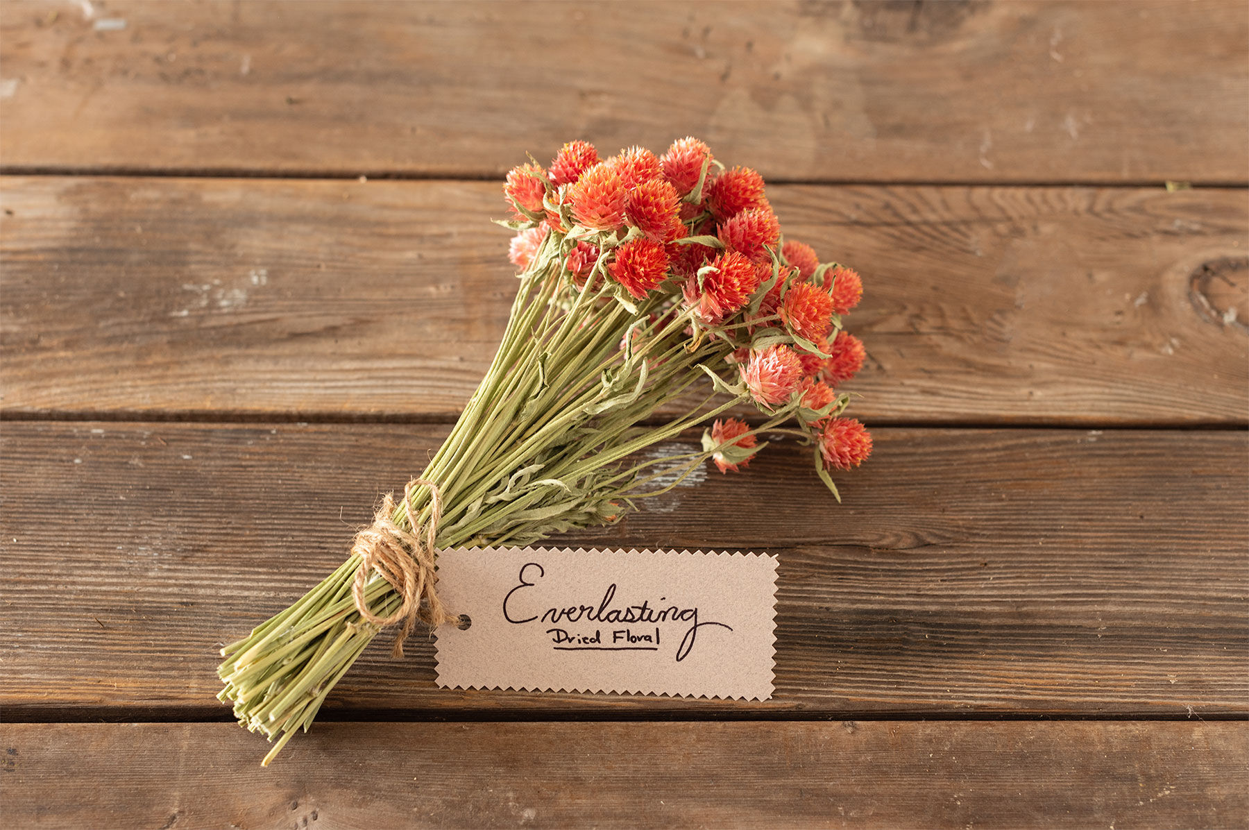 QIS&trade; Orange Gomphrena (Globe Amaranth)