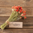 QIS™ Orange QIS™ Orange Gomphrena (Globe Amaranth)