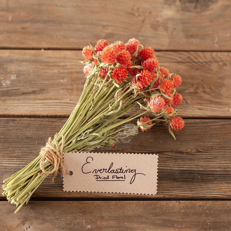 QIS™ Orange QIS™ Orange Gomphrena (Globe Amaranth)