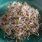 Kale, Red Russian Sprouts