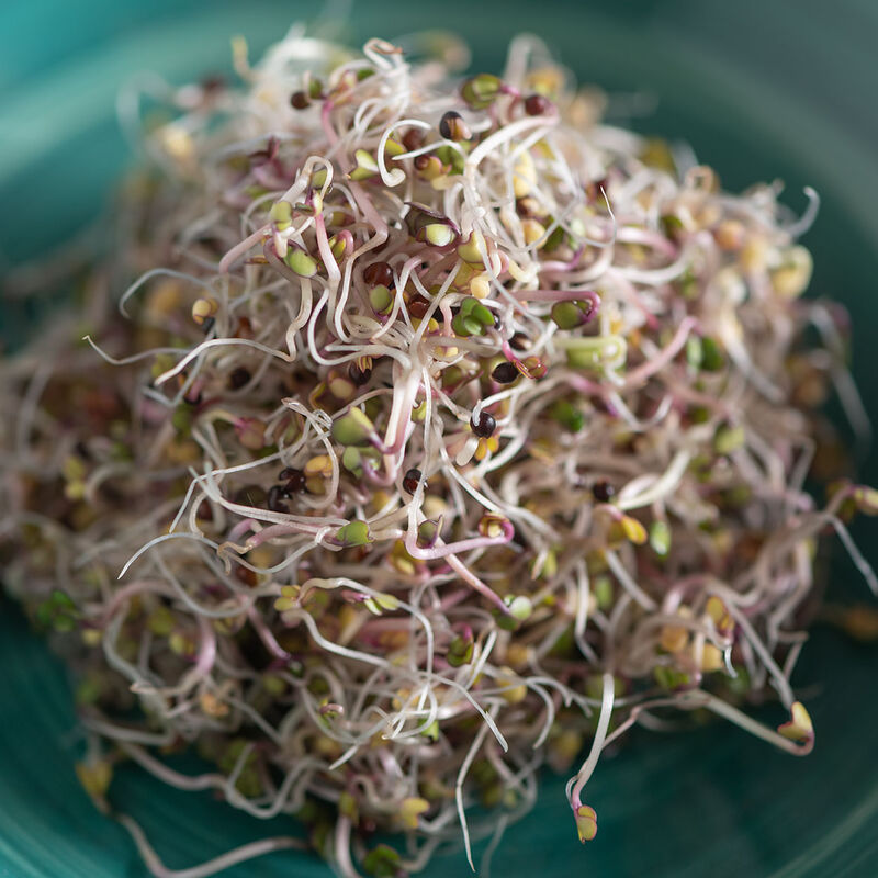 Kale, Red Russian Sprouts