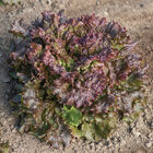 Red Sails Leaf Lettuce