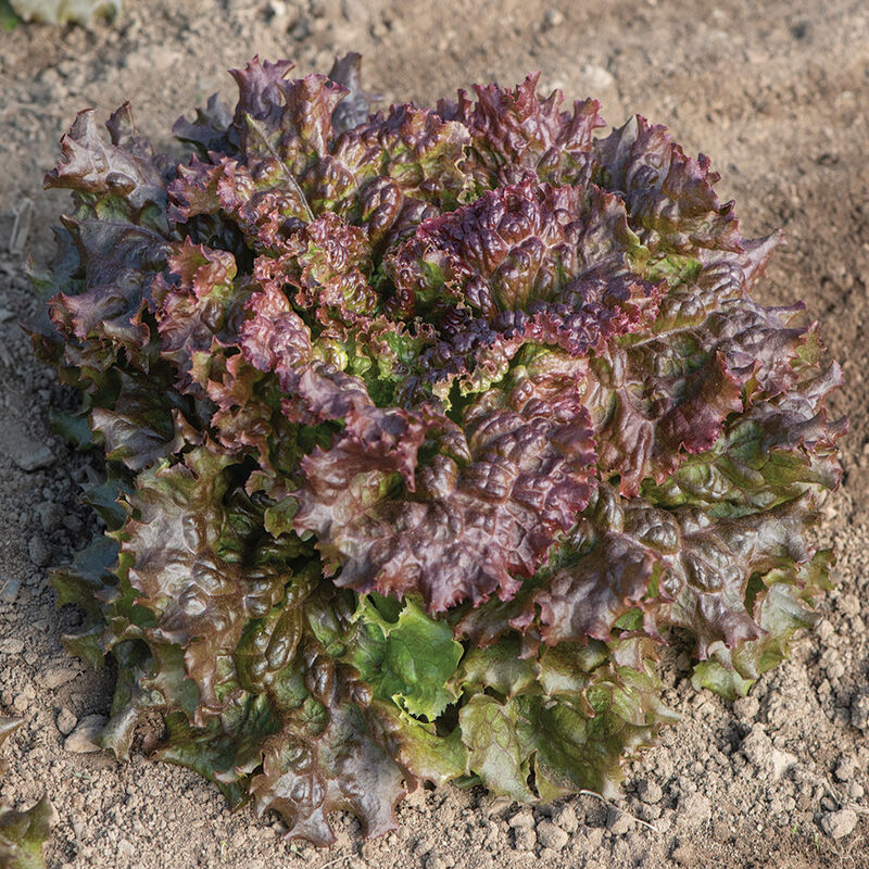 Red Sails Leaf Lettuce