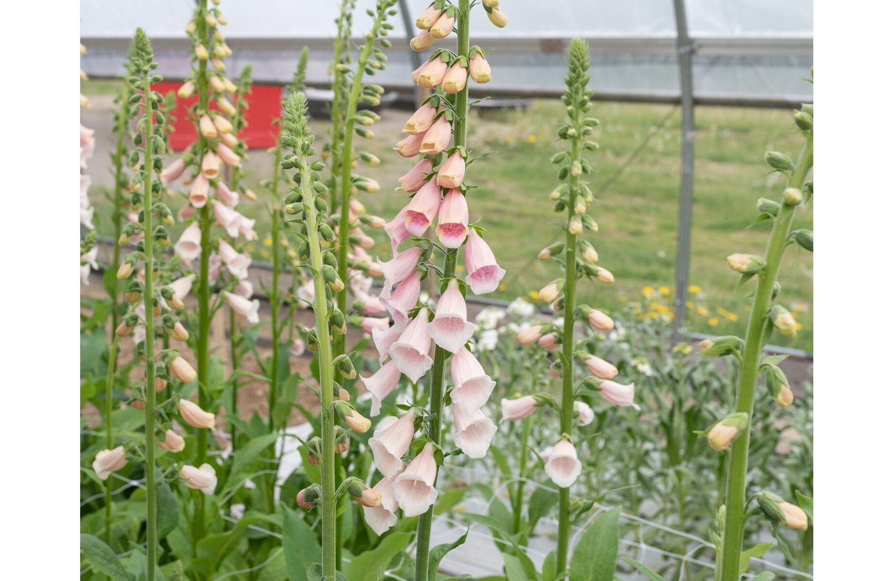 Pink Gin Digitalis (Foxglove)