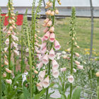 Pink Gin Pink Gin Digitalis (Foxglove)