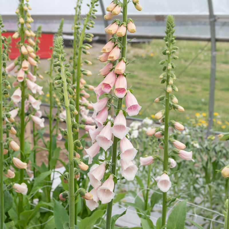 Pink Gin Pink Gin Digitalis (Foxglove)