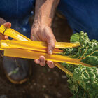 Heart of Gold Swiss Chard