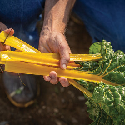 Heart of Gold Swiss Chard