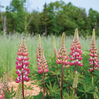 Chatelaine Lupine