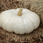 Flat Stacker Specialty Pumpkins