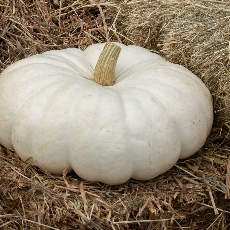 Flat Stacker Specialty Pumpkins