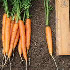 Adelaide Early Carrots