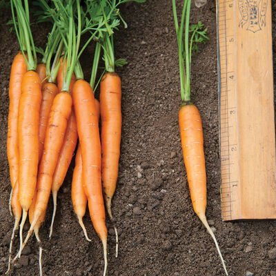 Adelaide Early Carrots