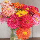 Cactus Flowered Mix Zinnias