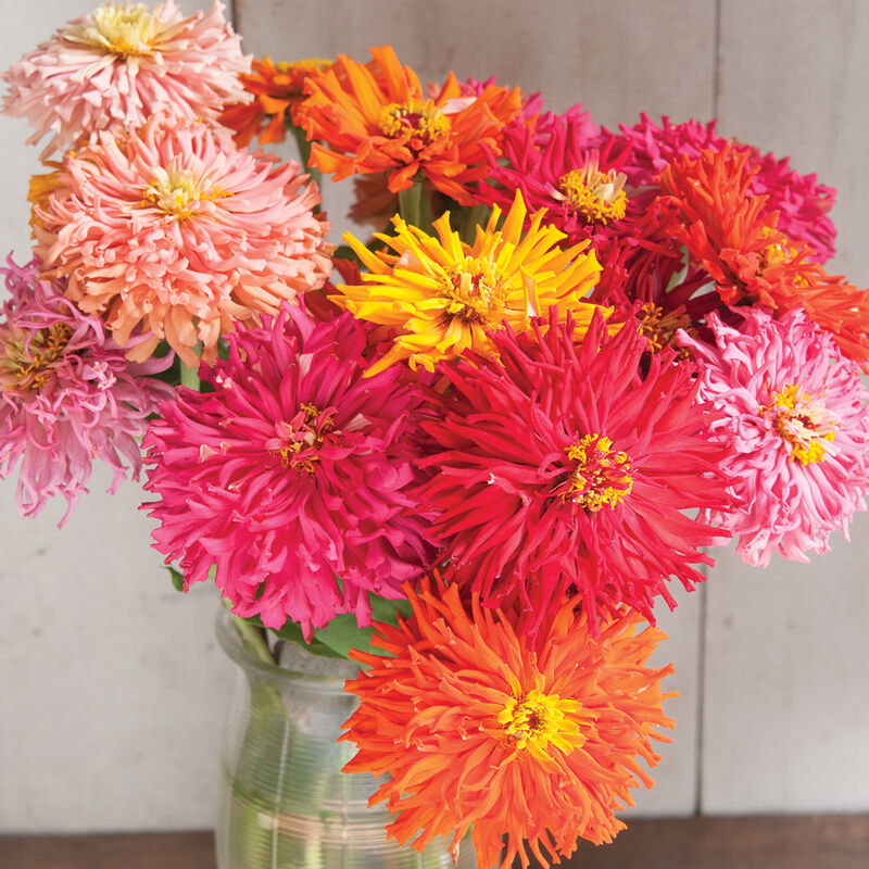 Cactus Flowered Mix Zinnias