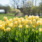 Akebono Akebono Tulips