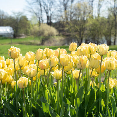 Akebono Tulips