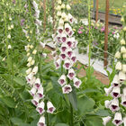 Pam's Choice Digitalis (Foxglove)