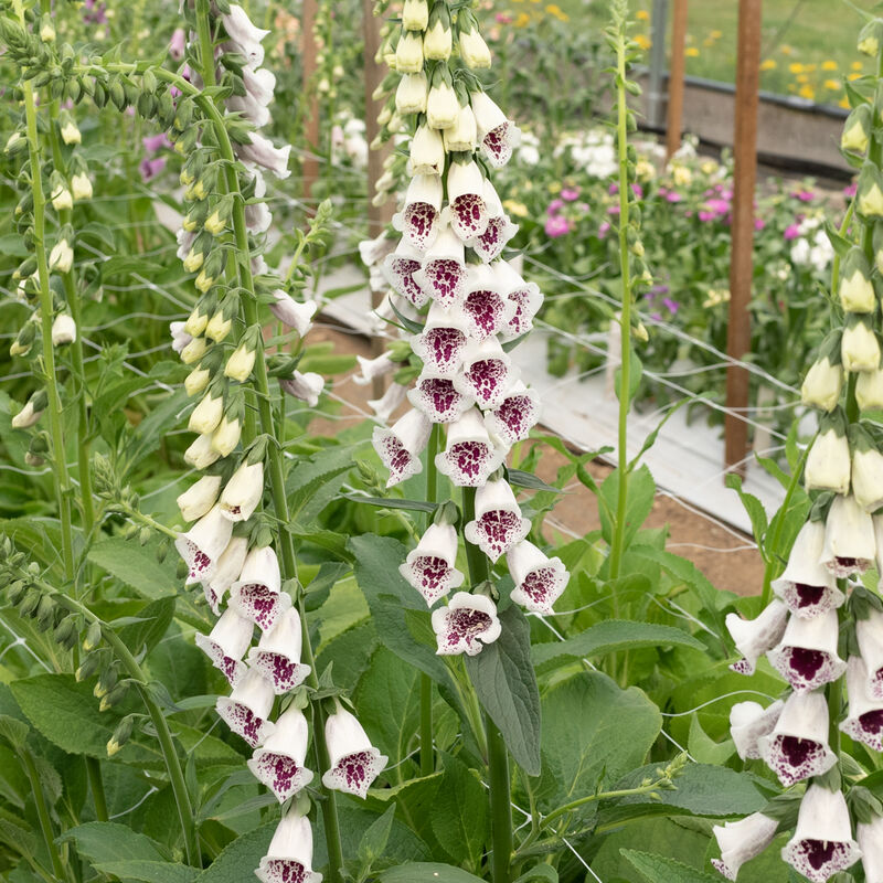 Pam's Choice Digitalis (Foxglove)