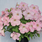 Dreams™ Appleblossom Petunia