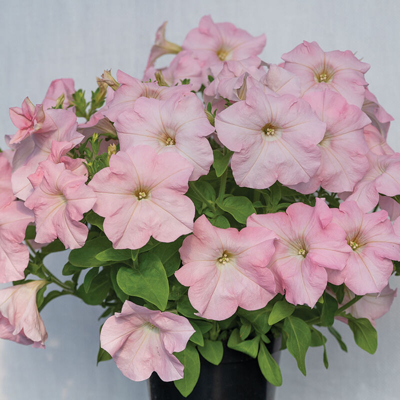 Dreams™ Appleblossom Petunia