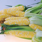 Quick Start Sweet Corn