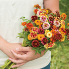 Jazzy Mix Zinnias